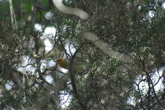 Peucedramus taeniatus