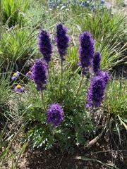 Phacelia sericea