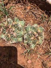 Coryphantha ottonis