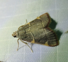 Hypsopygia