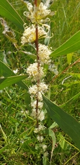 Hakea florulenta