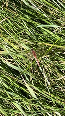 Sympetrum costiferum