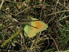Colias lesbia