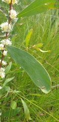 Hakea florulenta
