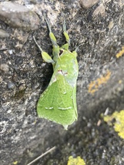 Aenetus virescens