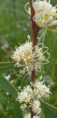 Hakea florulenta