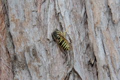 Vespula flaviceps