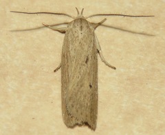 Gonioterma mistrella