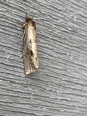 Tinea apicimaculella