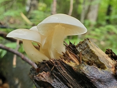 Cuphophyllus virgineus