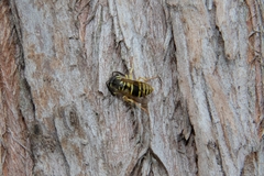 Vespula flaviceps