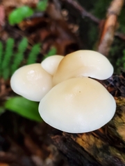 Cuphophyllus virgineus