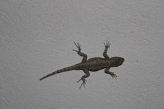 Sceloporus grammicus
