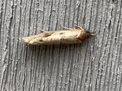 Tinea apicimaculella