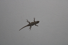 Sceloporus grammicus