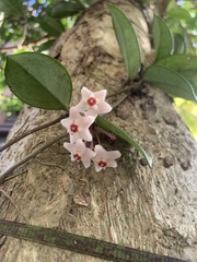 Hoya carnosa