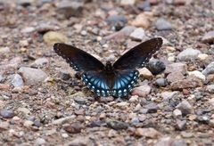 Limenitis arthemis arizonensis