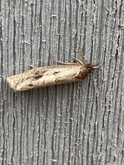 Tinea apicimaculella