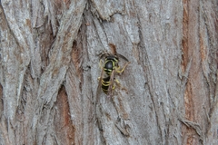 Vespula flaviceps
