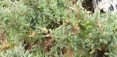 Atriplex paludosa