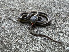 Thamnophis elegans elegans