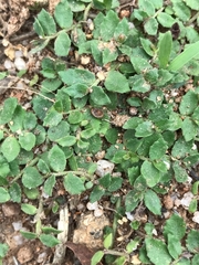 Lobelia pedunculata