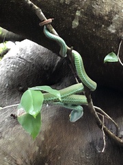 Trimeresurus macrops