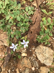 Lobelia pedunculata