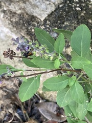 Trigona fulviventris