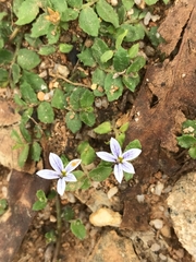 Lobelia pedunculata