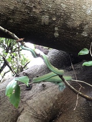 Trimeresurus macrops