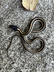 Thamnophis elegans elegans