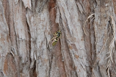Vespula flaviceps