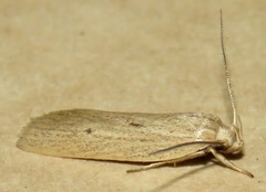 Gonioterma mistrella