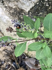 Trigona fulviventris