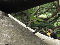 Trimeresurus macrops