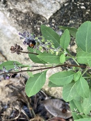 Trigona fulviventris