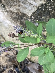 Trigona fulviventris