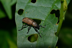 Cleistolophus similis