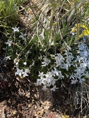 Phlox