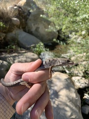 Elgaria multicarinata webbii