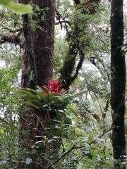 Tillandsia imperialis