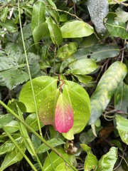Flacourtia indica
