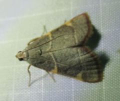 Hypsopygia