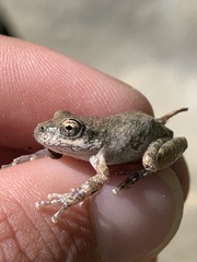 Pseudacris cadaverina