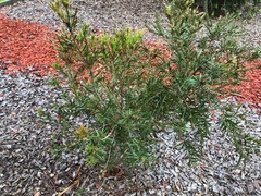 Melaleuca linariifolia