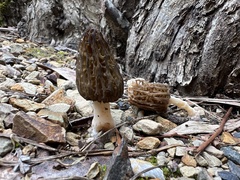 Morchella