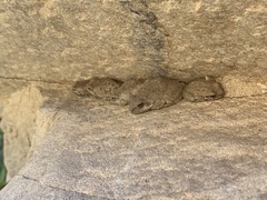 Pseudacris cadaverina