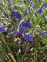 Mertensia