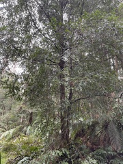 Nothofagus cunninghamii